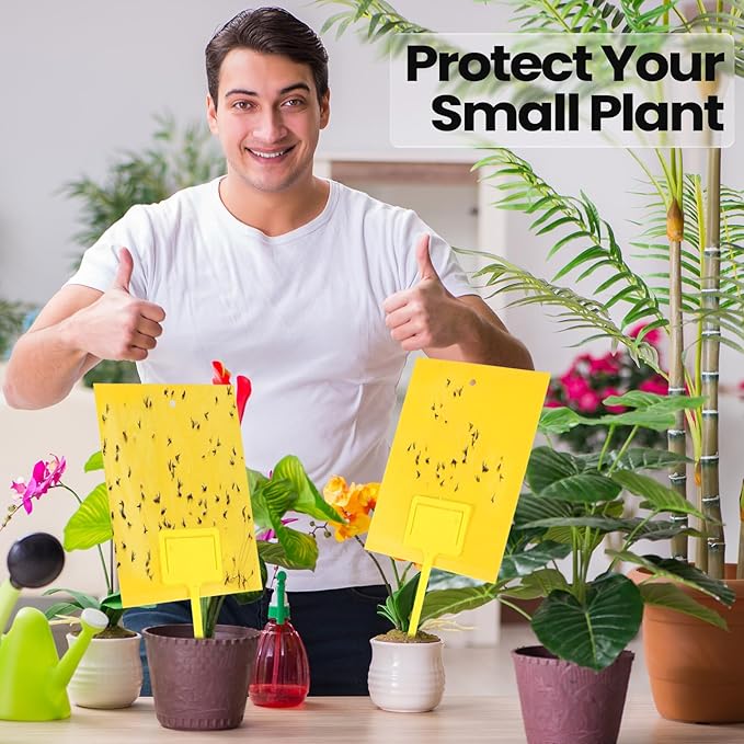 Qualirey 250 Pcs 6 x 8 Inch Sticky Traps for Gnats Dual Sided Fruit Fly Sticky Traps for Indoor and Outdoor Plant with Twist Ties and Plastic Holders for Flying Plant Insect, Fungus Gnats (Yellow)