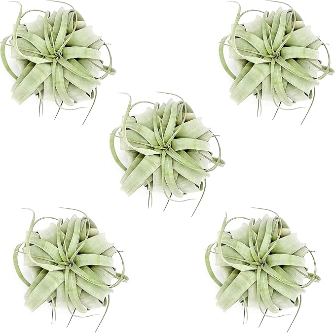 Air Plants - Tillandsia Xerographica, Large 5-7” - 5ct - Live Arrival Gauranteed - House Plants for Home Decor & Gift