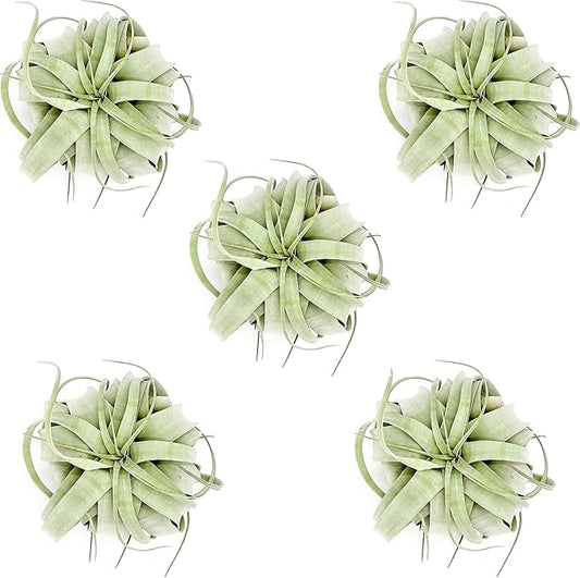 Air Plants - Tillandsia Xerographica, Large 5-7” - 5ct - Live Arrival Gauranteed - House Plants for Home Decor & Gift