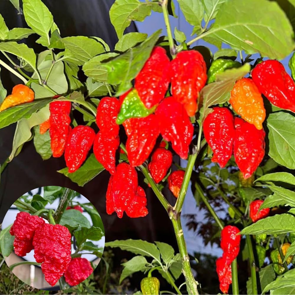 Pack 2 Pepper Plants, Hot Chili Pepper Live Plants for Growing, 80 Days Old Plants (Red Jolokia Ghost)