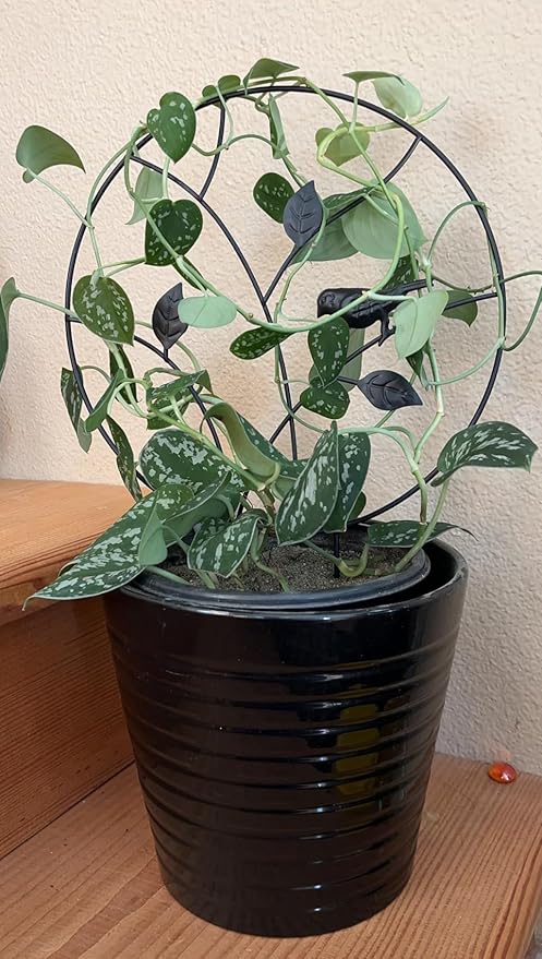 Indoor Plant Trellis for Climbing Plants, Small Garden Trellis for Potted Plant Support Outdoor, Round Circle Trellis with Bird, 2 Pack Small Houseplant Metal Wire Trellis for Vine Ivy