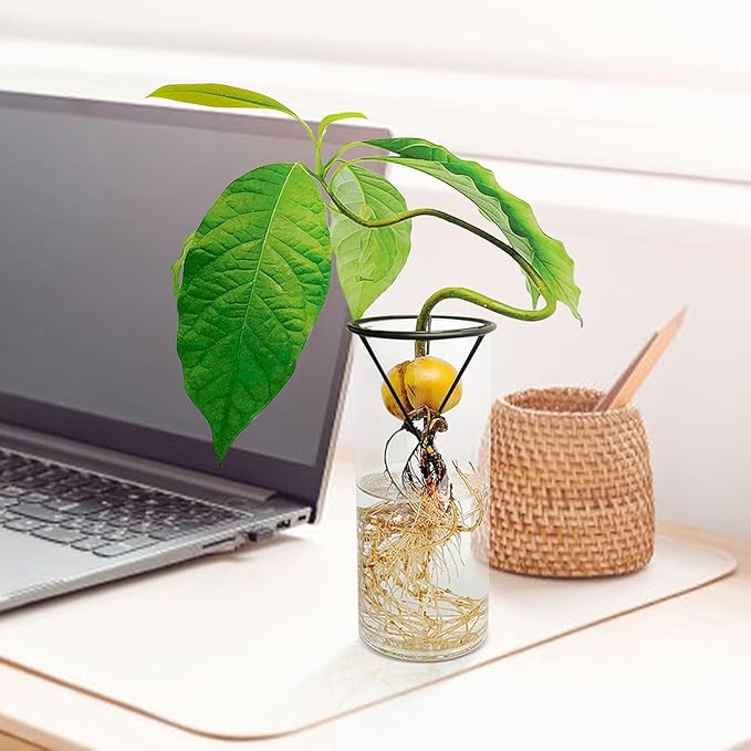 Avocado Seeds - Avocado Seed Starter Vase Rack for Mason Jar of Wide-Mouth 4Pcs, Avocado Seed Holder Triangular Metal Bracket for Family Friends and Gardening Enthusiasts (4 Pcs Vase Rack)