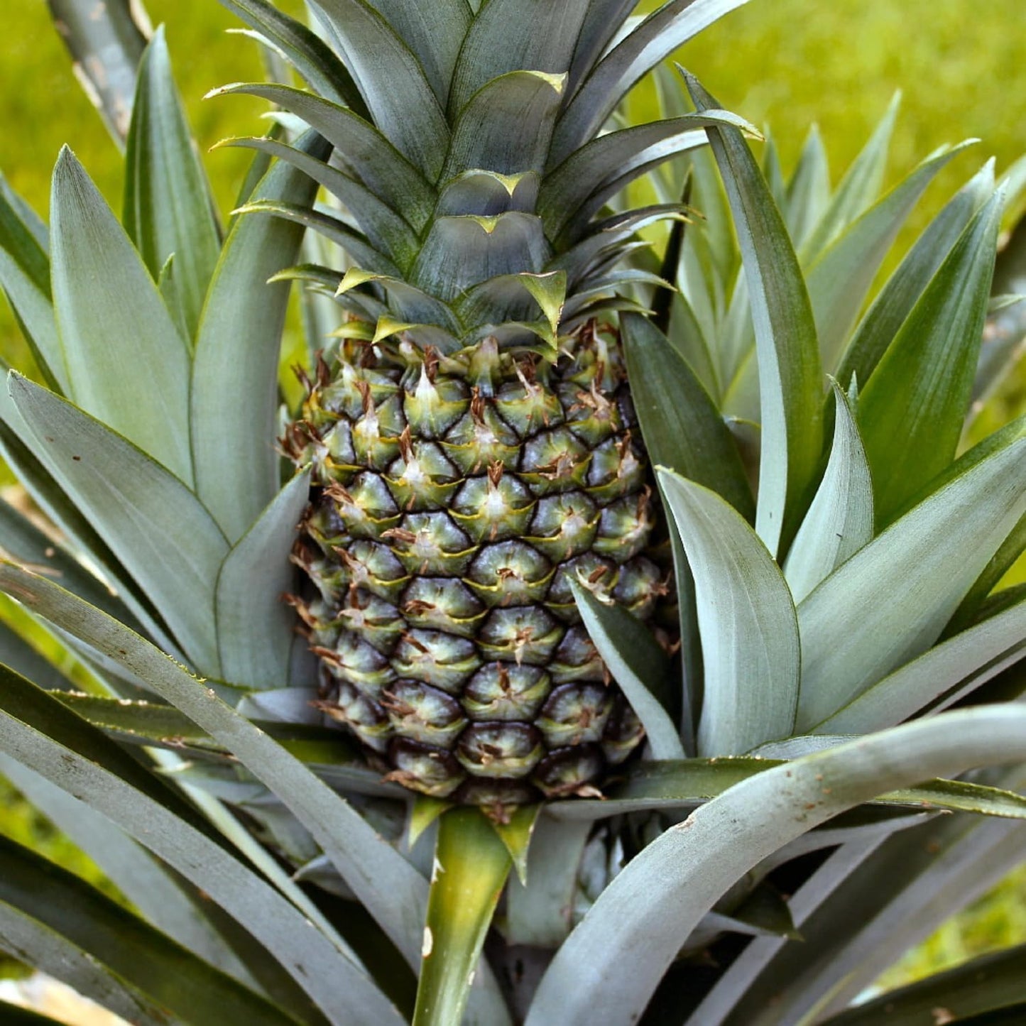3 White Jade Pineapple Plants Live, 5-9 Inch Tall, Tropical Pineapple Fruit Tree Seedlings for Planting