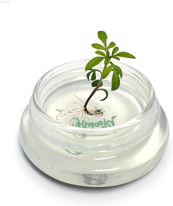 Terra Gel Seed Germination Tray with Glass Dome – Advanced Technology Gardening Supplies Plant Propagation Station Form Seeds – Easy to Use Seed Starter Kit