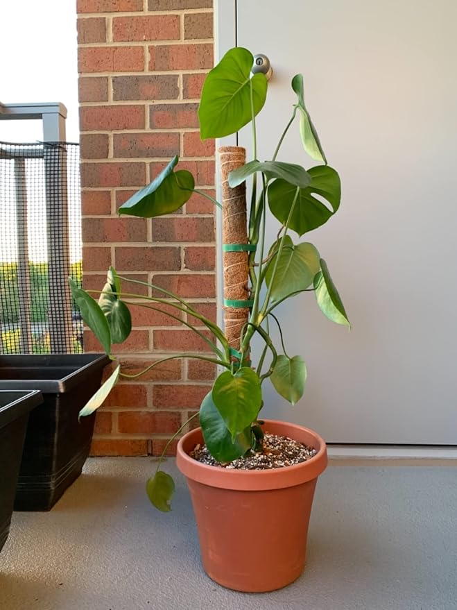 LE TAUCI Plant Ties, Garden Tape for Plant, Reusable Adjustable Thicker Support for Growing, Strong Grip, Tomato Vines Indoor Outdoor, 50 ft x 0.47 Inch, 1 roll, Green