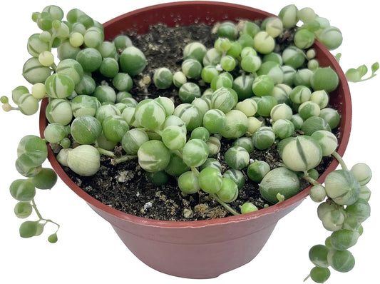 Live Succulent 4" Variegated String of Pearls, Succulents Plants Live, Succulent Plants Fully Rooted Hanging House Plant for Home Office Decoration, DIY Projects Party Favor Gift by The Succulent Cult