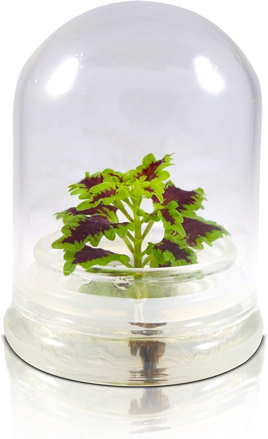 Rainbow Floral Terrarium - Self Grow, Maintenance Free -Coleus - 4" Dome