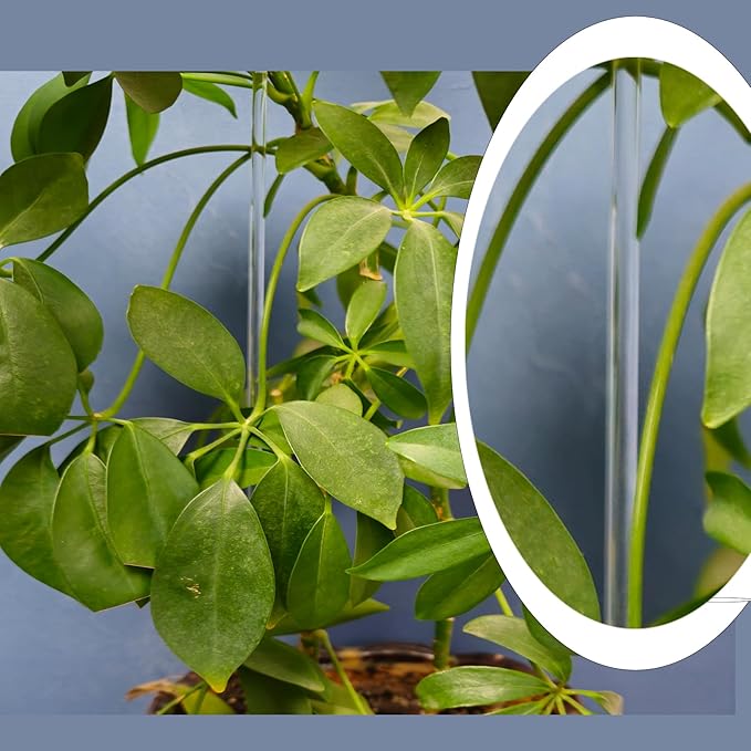 30 Pcs 18 Inch Acrylic Plant Stakes Garden Stakes Clear Orchid Stakes Clear Plant Sticks Potted Plant Christmas Support Stakes for Support Vines Grow Upright Indoor Outdoor Plants