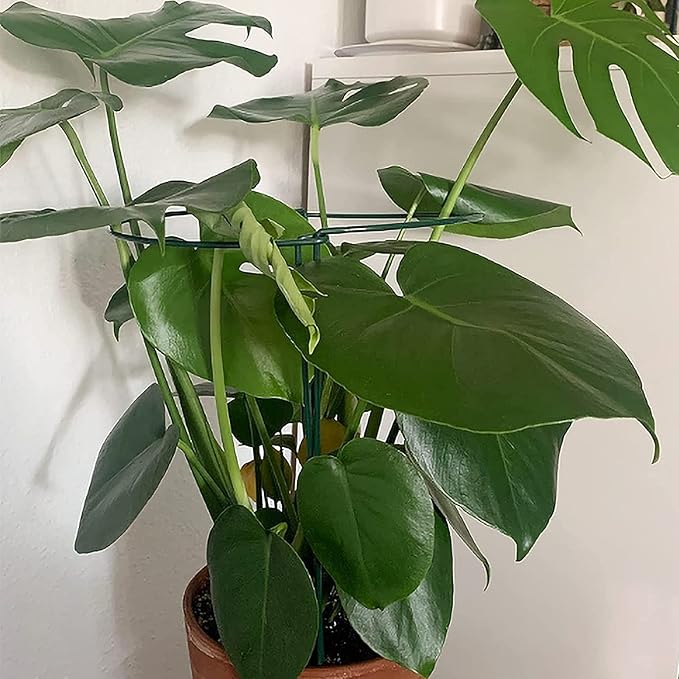 TCBWFY 10 Pack Plant Support Stakes for Peony,10" Widex16 High Heavy Duty Peony Cages and Support,Metal Peony Supports for Outdoor Indoor Plants,Plant Supports for Peony,Tomatoes,Hydrangea,Rose