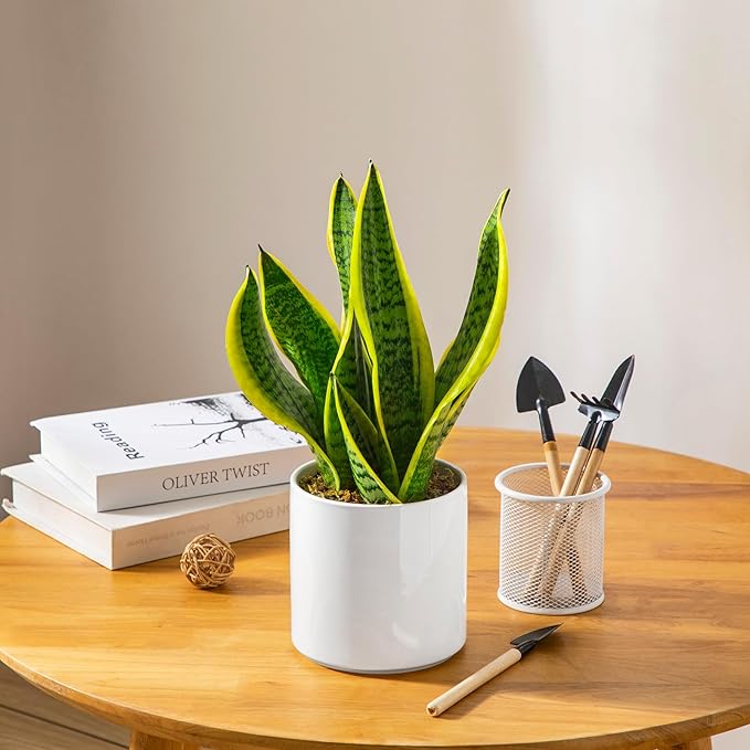 vancasso Ceramic Plant Pots, 6 Inch Planter Pot with Drainage Hole, Flower Pots for Indoor Outdoor Plants, White