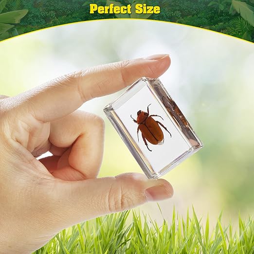 15 Insect specimens,Real Specimens of Various Butterflies and Beetles Made of Resin, Used for Science Classroom Science Education Animal Specimens, Bug Preserved,Oddities, Biology (15 Pcs Beetles)