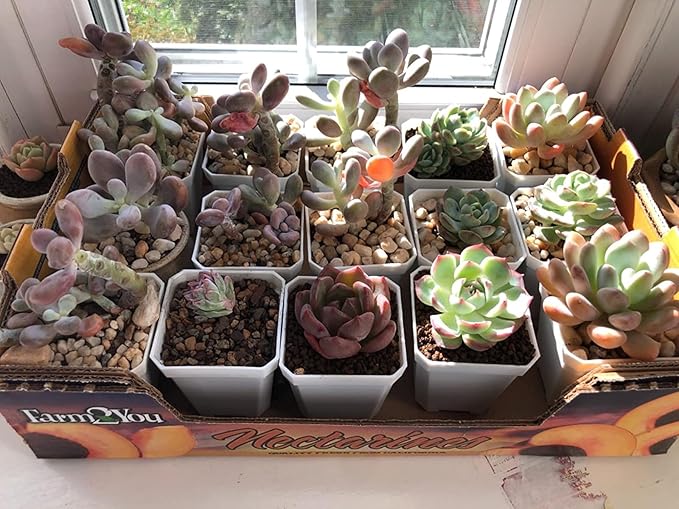 HOIGON 100 Pack 3 Inch White Square Nursery Pot, Durable Thickened Plastic Nursery Pots with Drain Holes, Small Square Planting Containers for Flower Tomatoes Basil