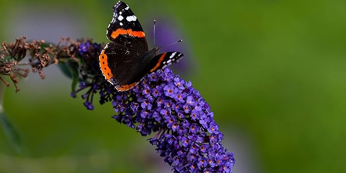 TriStar Plants - Butterfly Bush Black Knight, 1 Gallon Trade Pot - 1'ft Tall - Established Potted Plant, Buddleja - Fast Growing, Attracts Pollinators, Deer Resistant Flowering Shrub