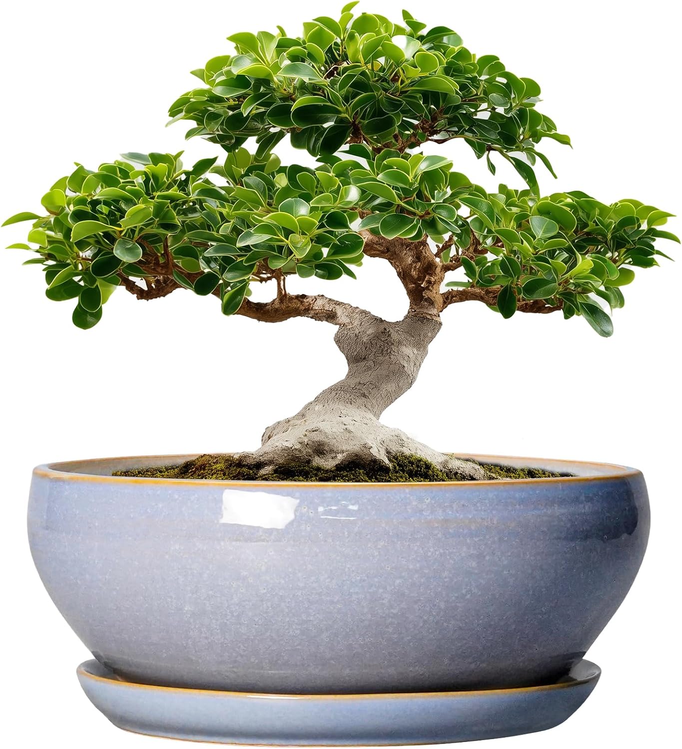 SQOWL 12 Inch Bonsai Pots - Shallow Ceramic Planter for Indoor Plants Outdoor, Large Succulent Pots with Drainage Hole and Saucer, Round Planter Bowl, Porch Decor, Gifts for Plant Lover, Blue