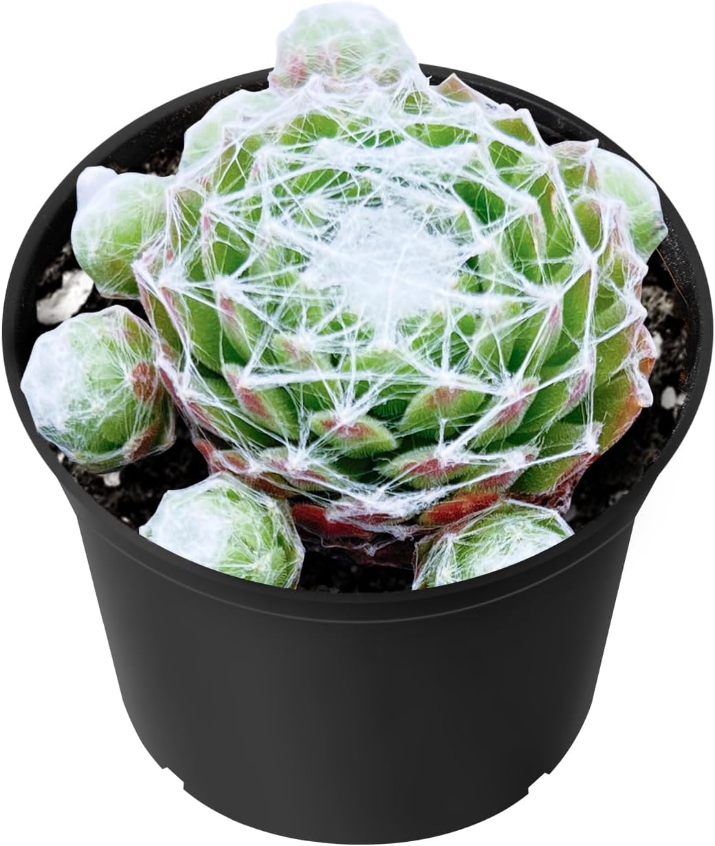 Sprout N Green Sempervivum arachnoideum, Live Succulent Fully Rooted in 2 inch Starter Pot, House Plant for Indoor Outdoor Home Office Wedding Decoration Party Favor