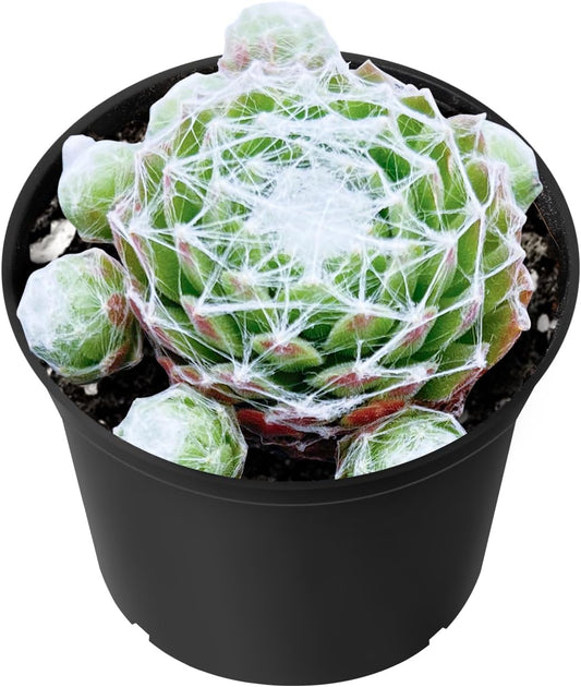 Sprout N Green Sempervivum arachnoideum, Live Succulent Fully Rooted in 2 inch Starter Pot, House Plant for Indoor Outdoor Home Office Wedding Decoration Party Favor
