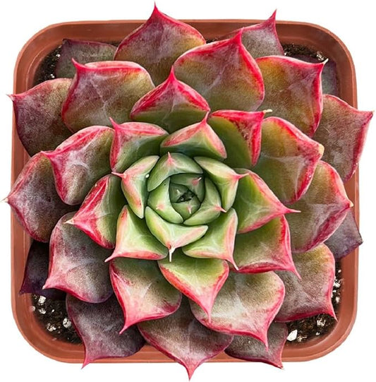 2" Rare Succulent Echeveria 'Qiandao Lake', Live Succulents Plants Fully Rooted in Grower Pots, Unique Gift for Wedding Favor, Party Favor