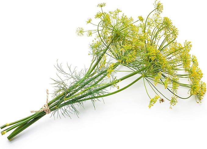 Organic Bouquet Dill (Anethum graveolens), 250 Seeds (0.5 Grams) - Cut Flower Bouquet Accent Herb by Smoke Camp Crafts