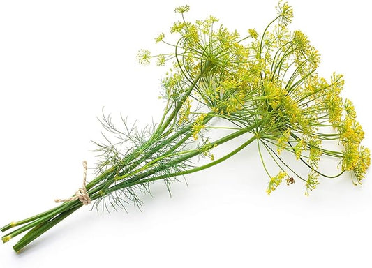 Organic Bouquet Dill (Anethum graveolens), 250 Seeds (0.5 Grams) - Cut Flower Bouquet Accent Herb by Smoke Camp Crafts