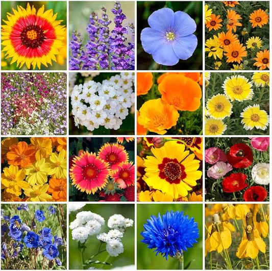 Park Seed Grow Your Own Vibrant Annual and Perennial Wildflower Garden Mixture, Easy to Grow Varieties for Pollinators and Spring Gardens - Dry Places Mix, 10 lbs