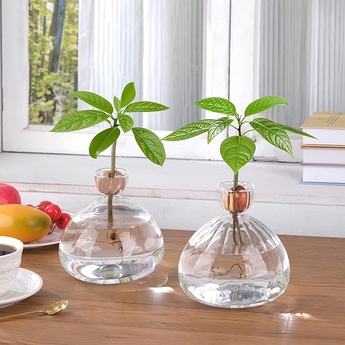 Avocado Seed Starter Vase Glass Planter for Hydroponic Plants Crystal Clear Grow Pots for Indoor Small Tree Growing Kit for Home Office Decoration