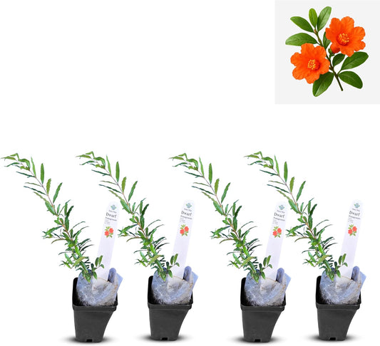 Live Dwarf Pomegranate Plant (Punica Granatum) - Compact, Ornamental Fruit Bearing Shrub, Indoor/Outdoor (4 pom-Dwarf Cups)