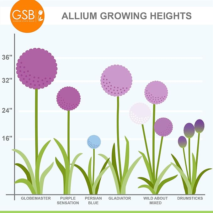 Garden State Bulb Gladiator Allium Flower Bulbs, 18cm, Fall Planting (Bag of 20)