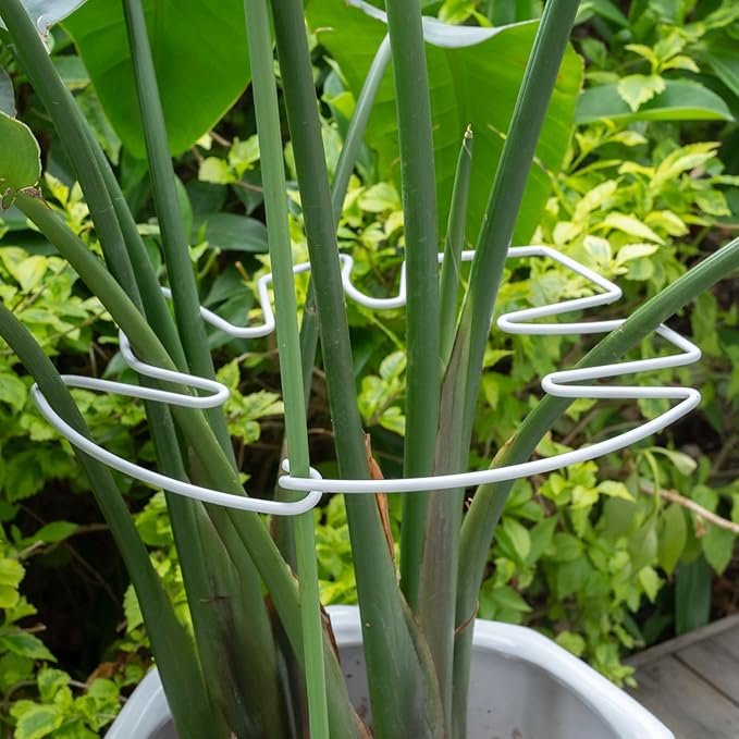 5PCS Monstera Plant Stem Support White 9 * 7.6in - Durable Stake Holder for Indoor Climbing Plants, Adjustable Installation Ideal for Fishbone Cactus and Plant Enthusiasts