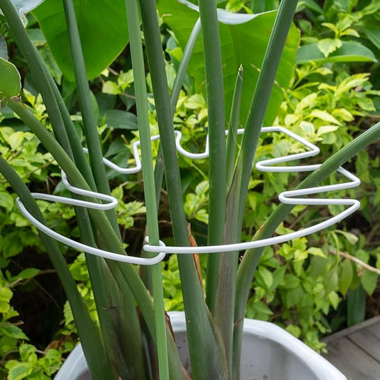 5PCS Monstera Plant Stem Support White 9 * 7.6in - Durable Stake Holder for Indoor Climbing Plants, Adjustable Installation Ideal for Fishbone Cactus and Plant Enthusiasts