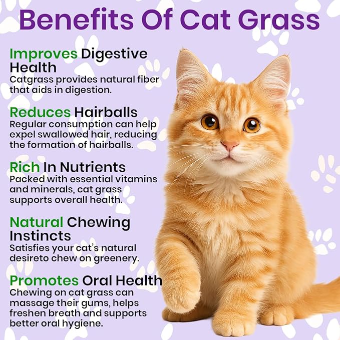 NatureZ Edge Premium Cat Grass Seeds for Indoor Cats, Non GMO - 1 lb Oat, Wheat, Barley & Rye Grass for Indoor Cats, Cat Plant, Kitty Lawn, Pet Grass, Hierba para Gatos, Made in USA