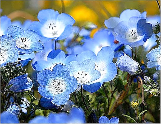 1500 Baby Blue Eyes Wildflower Seeds - California Native Wildflower - Nemophila Menziesii Seeds