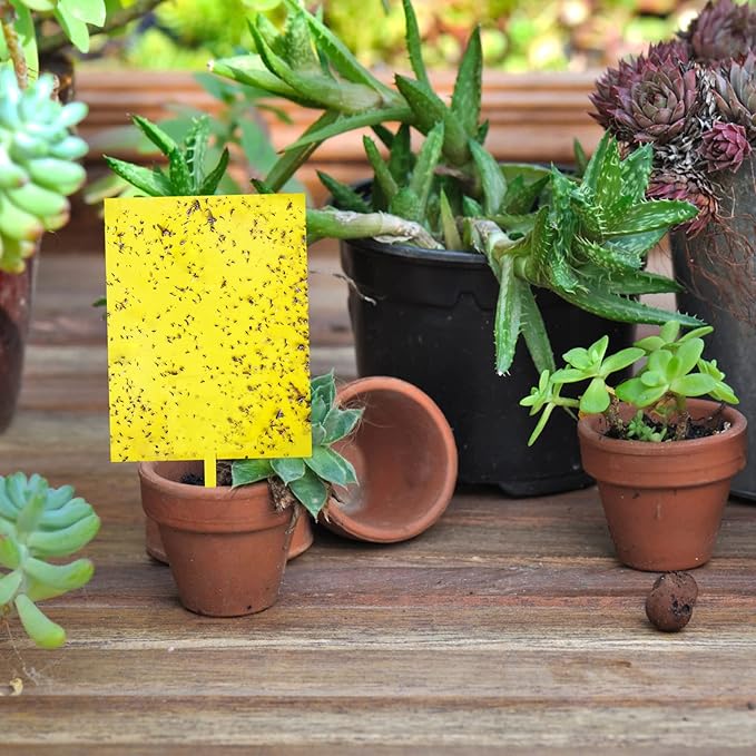 30-Pack Dual-Sided Yellow Sticky Traps for Flying Plant Insect Such as Fungus Gnats, Whiteflies, Aphids, Leafminers, etc (6x8 Inches, Included 30pcs Twist Ties)