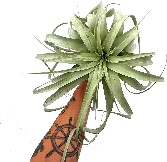 Air Plants - Tillandsia Xerographica, Giant 9-14” - 1ct - Live Arrival Gauranteed - House Plants for Home Decor & Gift