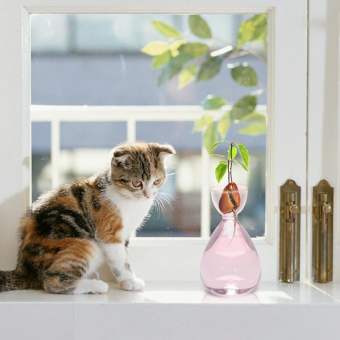 Avocado Vase Avocado Seed Starter Vases Avocado Trees Live Plants Growing kit Glass 2pc