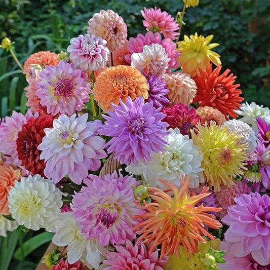 Dahlia Mix Bulbs - Attracts pollinators, Long Lasting Blooms - Mixed Dahlia Flower Bulbs for Stunning Garden Display | Low-Maintenance and Easy to Grow (12 Pack)