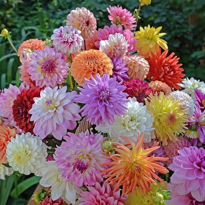 Dahlia Mix Bulbs - Attracts pollinators, Long Lasting Blooms - Mixed Dahlia Flower Bulbs for Stunning Garden Display | Low-Maintenance and Easy to Grow (4 Pack)