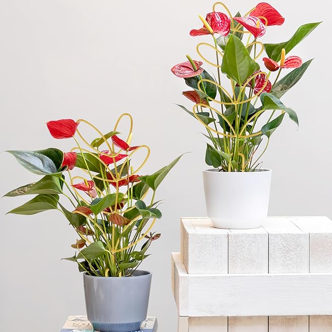 AUGSUN 2 Pcs Gold Trellis Leaf Shape 12 Inch Metal Plant Support with 50 Ties for Climbing Potted Plants Houseplant Garden Indoor Outdoor