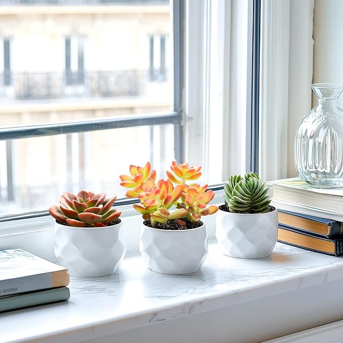 2" Live Succulent 'Sedum adolphii Shooting Stars', Rare Succulent Plants Fully Rooted in Pots, Unique House Plant for DIY, Party Favor, Home Office Decoration