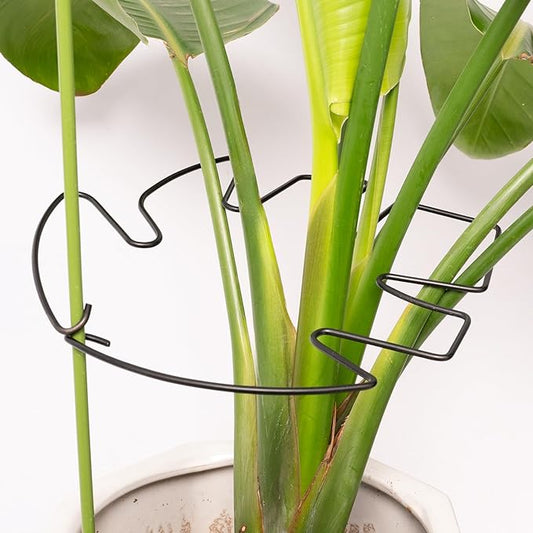 5PCS Monstera Plant Stem Support - 11 * 9.4 Inches, Durable Metal Stake Holder, Adjustable for Indoor Plant Leaf Support. Gentle Clips for Enhanced Stability for Plant Lovers!