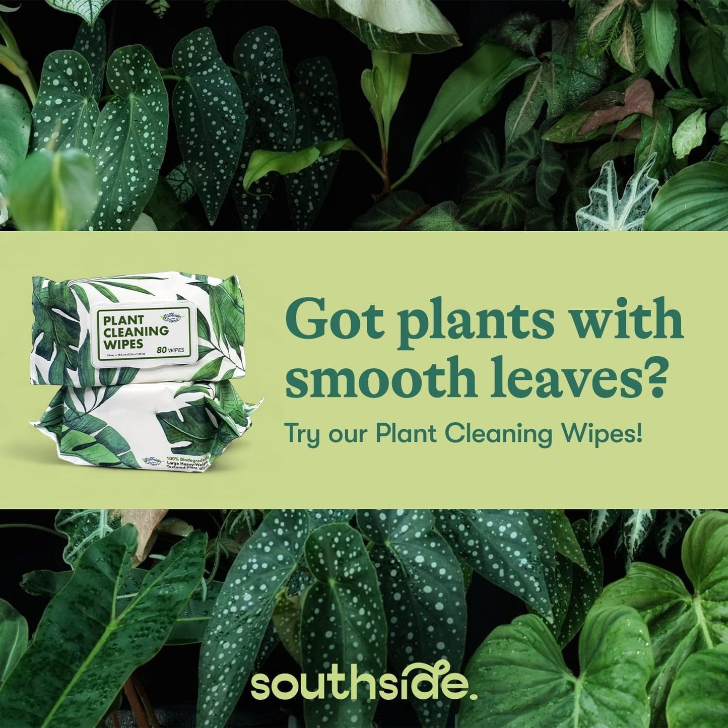 Southside Plant Cactus & Succulent Plants Cleaning Brushes - Wooden Handles w/Soft Goat Hair Bristles - Garden Cleaning Tools, Gentle on Plants, 7" & 3.2" Sizes - Pack of 2