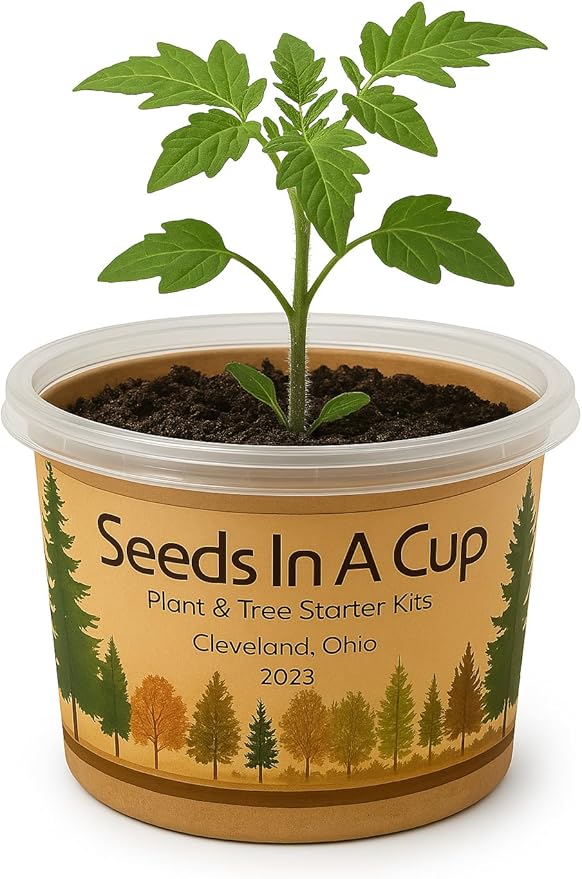 Plant Starter Kit - Money Plant