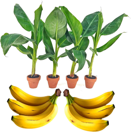 4 Live “Double Mahoi” Banana Plants – Rare Dwarf Variety, Grows 2 Bunches Per Plant – Indoor/Outdoor Edible Tropical Fruit Tree – Self-Pollinating