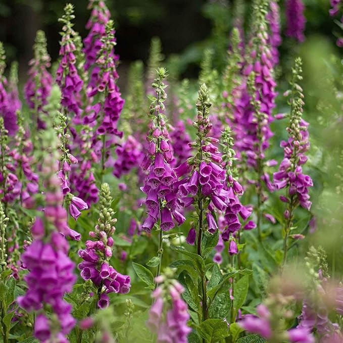 Eden Brothers Foxglove Seeds - Purple