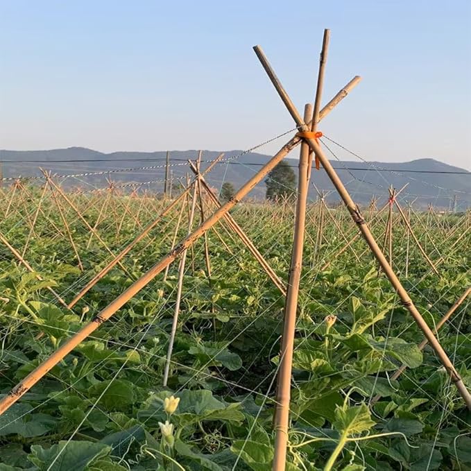 Plant Bamboo Post,6Feet,Bamboo Garden Stakes,50PcsBamboo Stakes,for Tomato,Beans,Vegetable and Flowers, Potted Plants,Indoor and Outdoor Climbing Plants