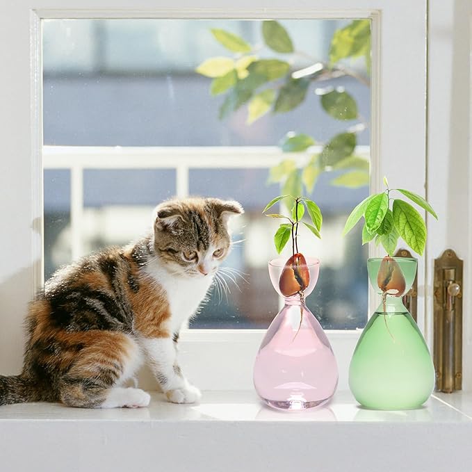Avocado Vase Avocado Seed Starter Vases Trees Live Plants Growing kit Glass 2pc