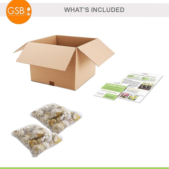 Garden State Bulb Wild About Mixed Allium Flower Bulbs, 10/12cm, Fall Planting (Bag of 50)