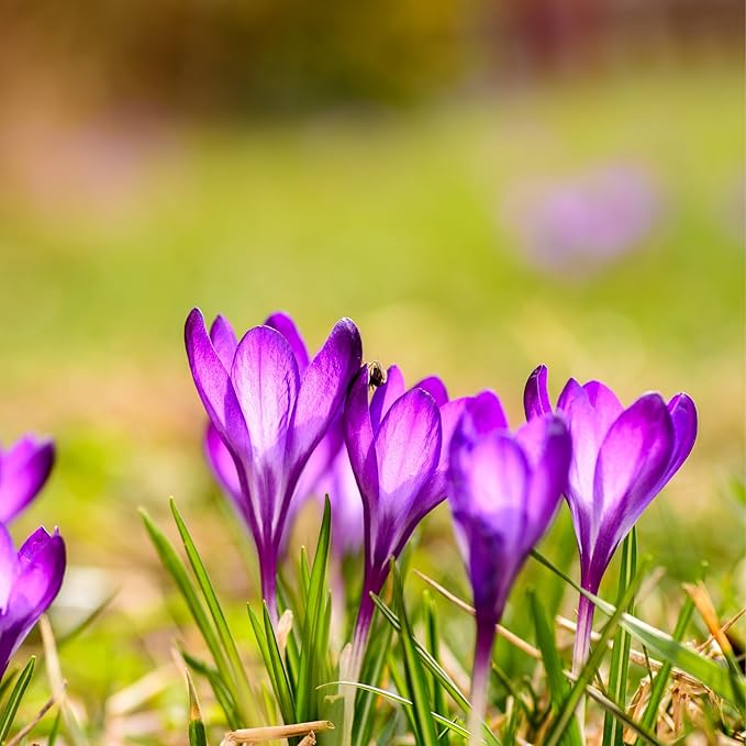 Saffron Crocus Flower Bulbs - Huge Bulbs, 9/10cm Each! Grow The World's Most Expensive Spice - Saffron Bulbs - Crocus Sativus (100)