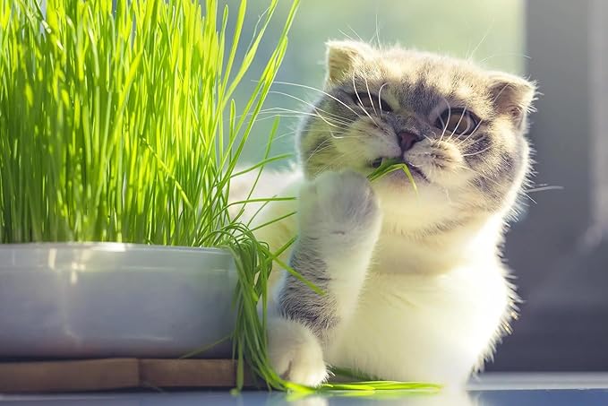 Cat Grass Potting Mix - Nurture Your Cat's Well-Being with This Specially Formulated Blend - 3 QUARTS