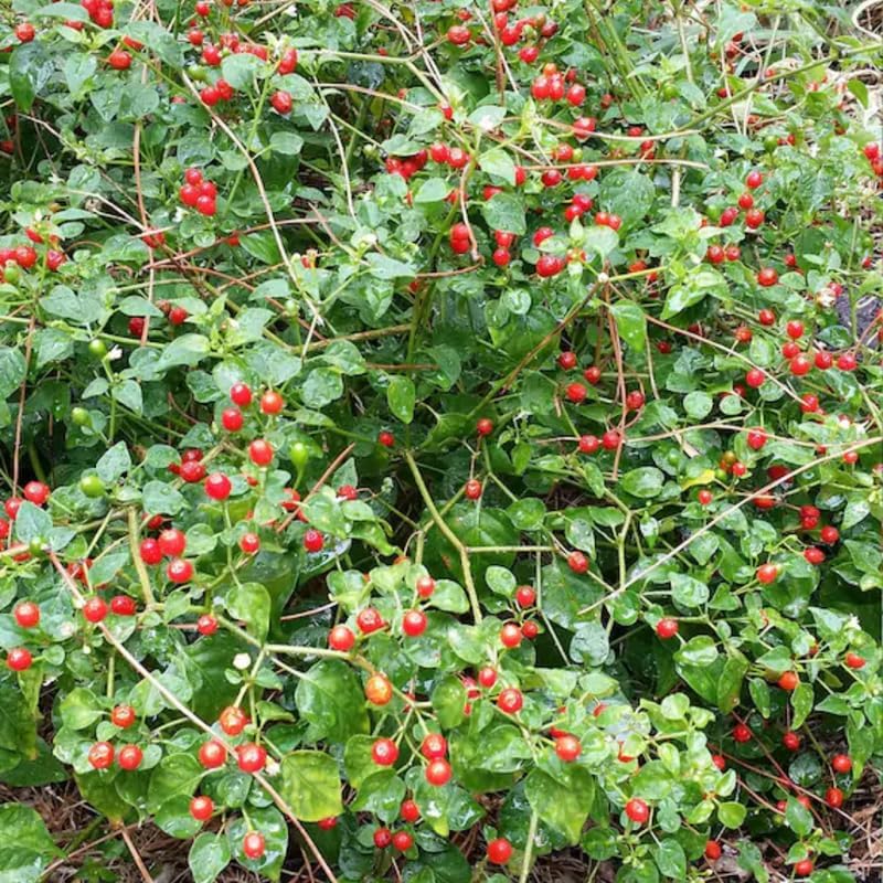 Chiltepin Pepper Live Plant, 120 Days Old Hot Chile Chiltepin Pepper Plants Live, Tepin Chili Pepper Plants, 7 to 10 Inc Tall for Growing