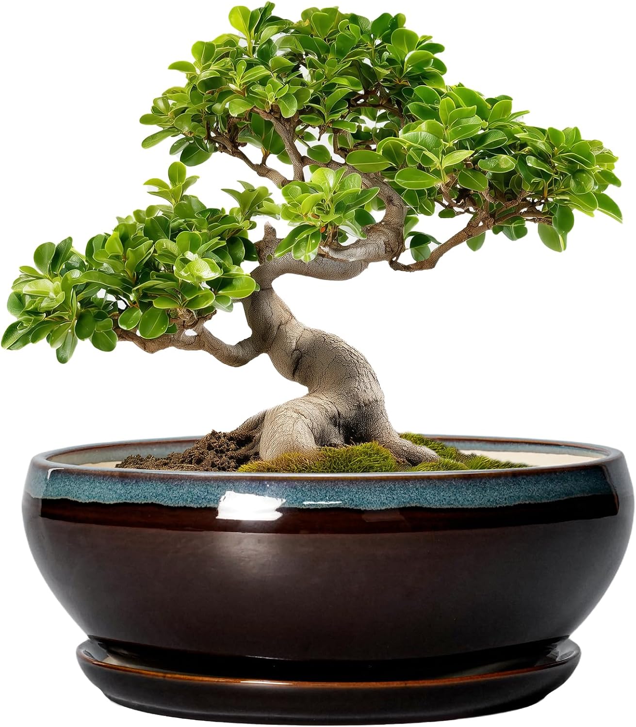 SQOWL Bonsai Tree Pots - 10 Inch Ceramic Succulent Pots with Drainage Hole and Saucer, Round Shallow Plant Pot Indoor Outdoor, Ceramic Bonsai Pot, Bowl Planter, Home Decor, Garden Gifts, Blue-Brown